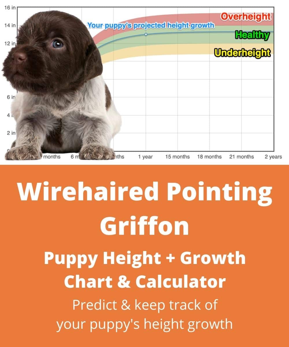 wirehaired-pointing-griffon Puppy height Growth Chart wirehaired-pointing-griffon Puppy height Growth Chart